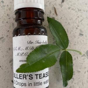 Fullers Teasel